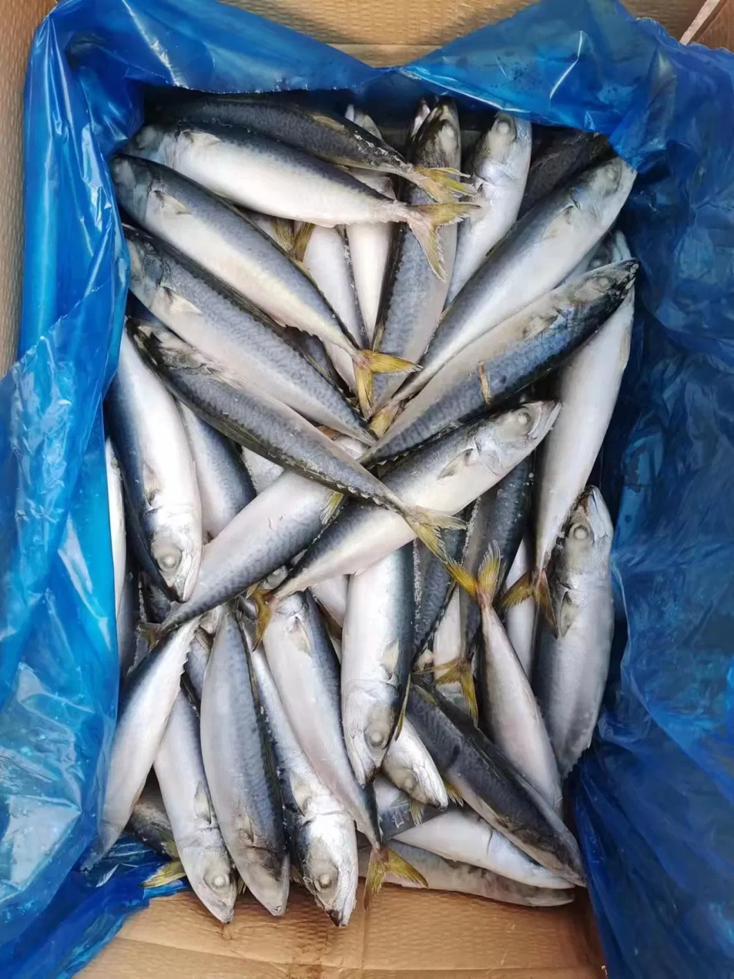 Frozen Pacific Mackerel Whole Round Scomber Japonicus