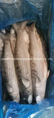 Salmonete gris congelado capturado en el mar de China sin huevas