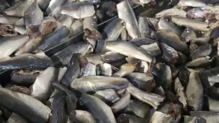 Deliciosas conservas de pescado y sardina en aceite vegetal procedente de China