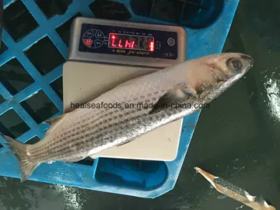 Salmonete gris congelado/Mugil Cephalus para existencias listas para el mercado